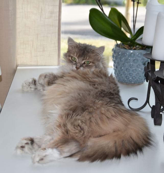 Sibirisk katt Utopia