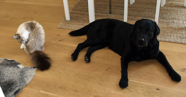 Neva Masquerade Thalia och hund