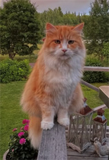 Sibirisk katt Flynn