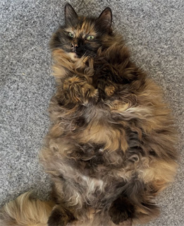 Sibirisk katt Kathleen