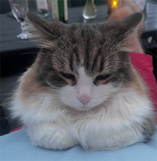 Sibirisk katt Valentine