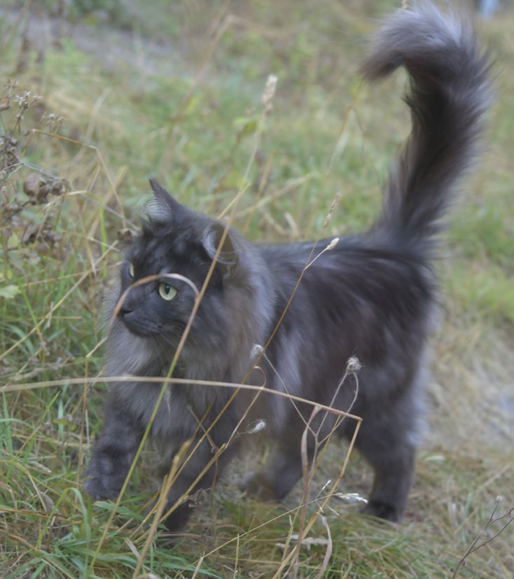 Sibirisk katt Skip