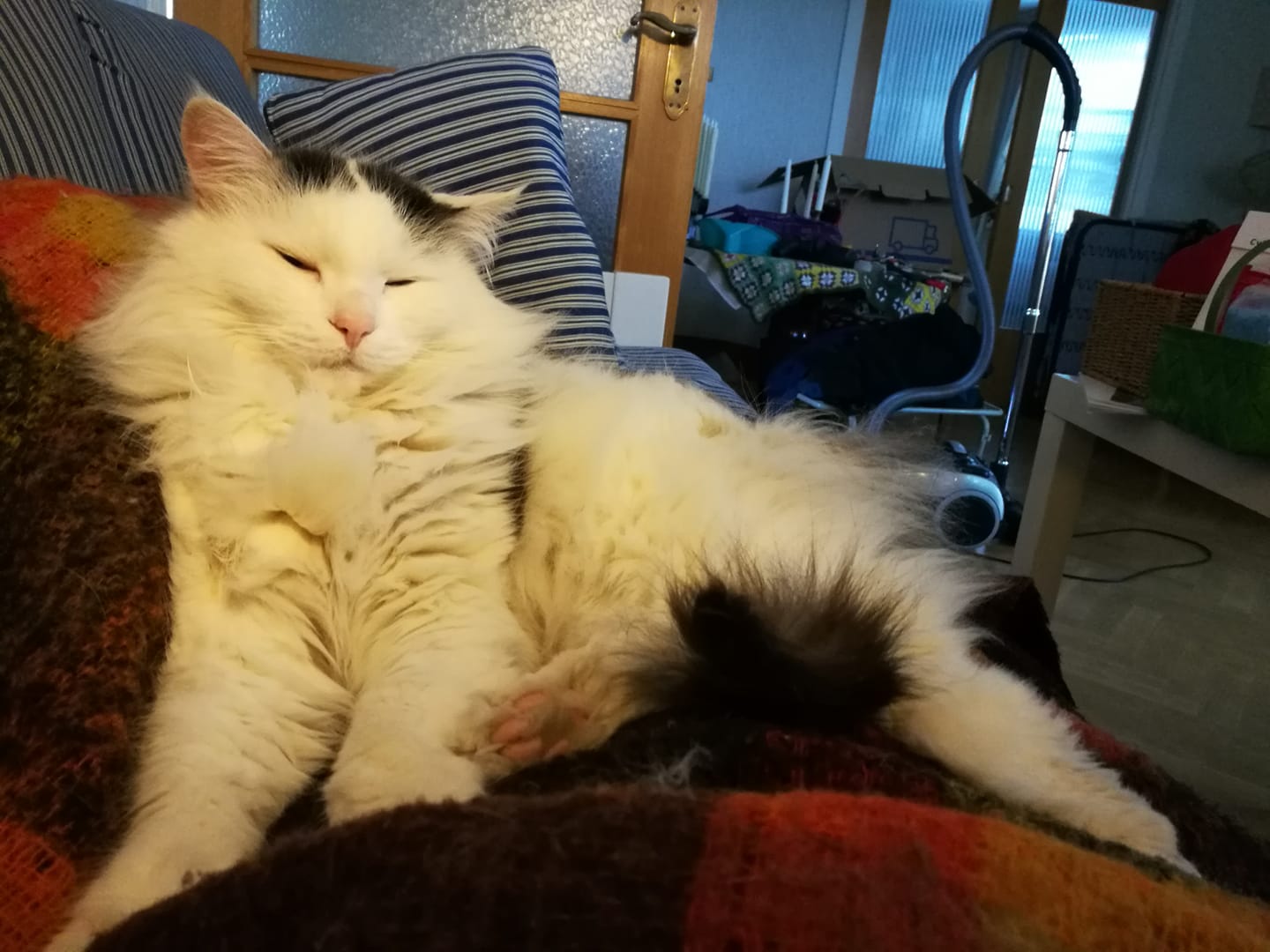 sibirisk katt Junior