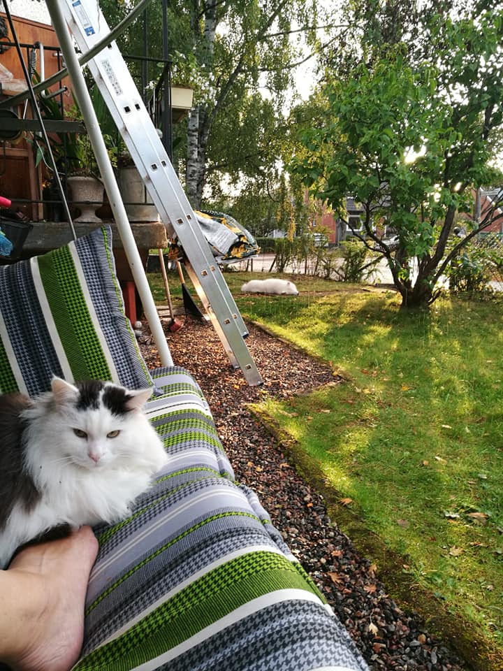 Sibiiskkatt Junior