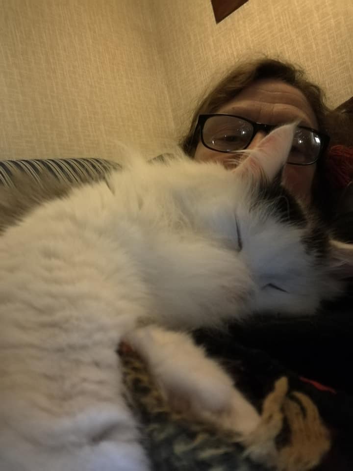 Sibirisk katt Junior