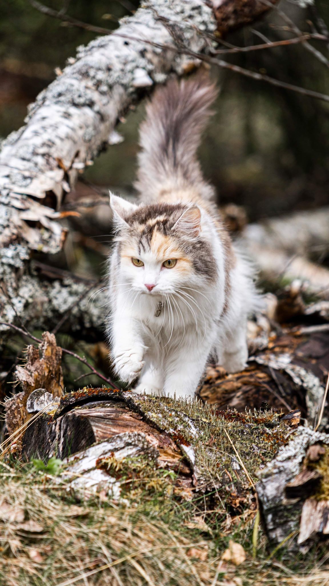 sibirisk katt Gamma