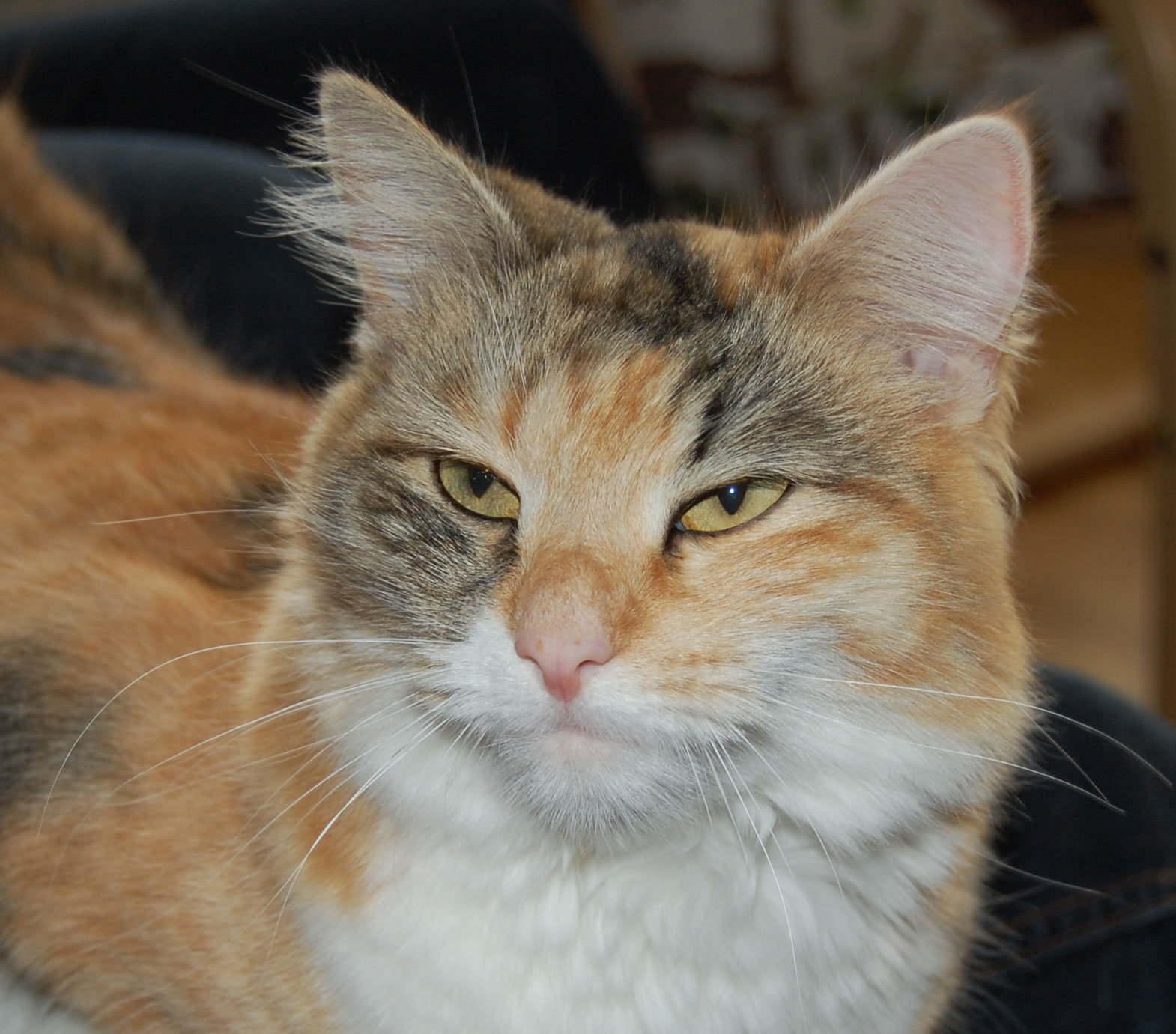 sibirisk katt Cassie
