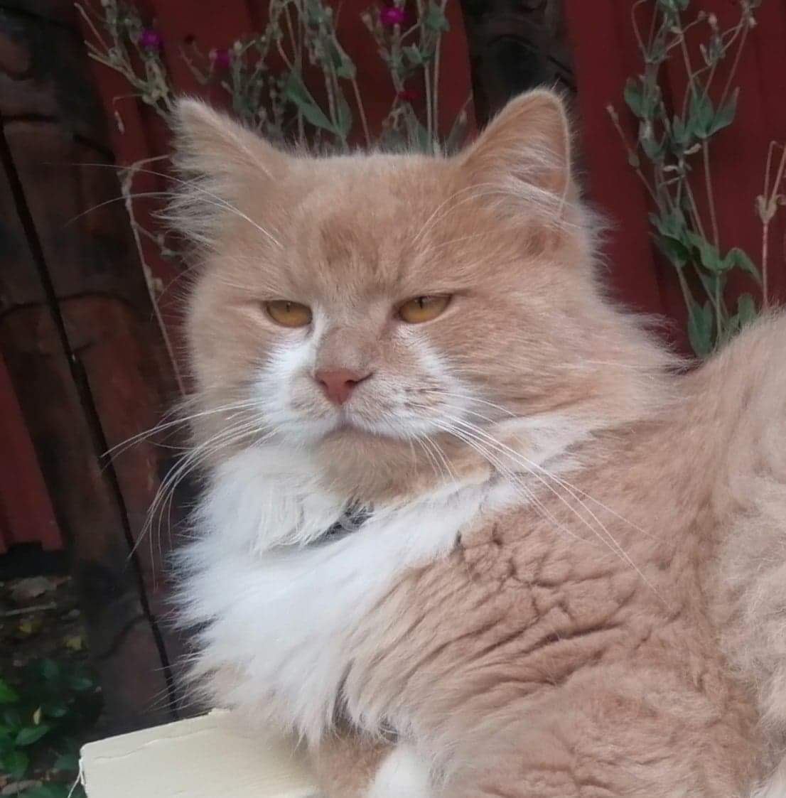 sibirisk katt Ozzy