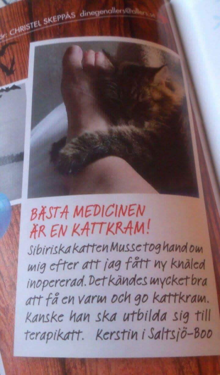 Sibirisk katt Black