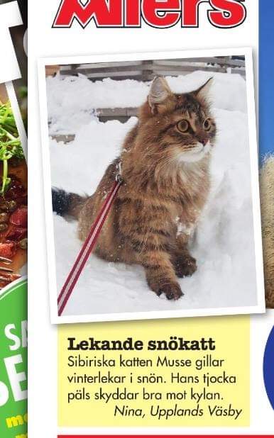 Sibirisk katt Black