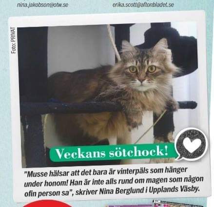 Aibirisk katt Black