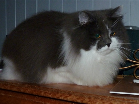 Sibirisk katt Silvers far