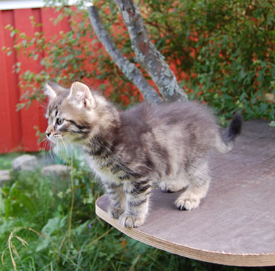 sibirisk kattunge