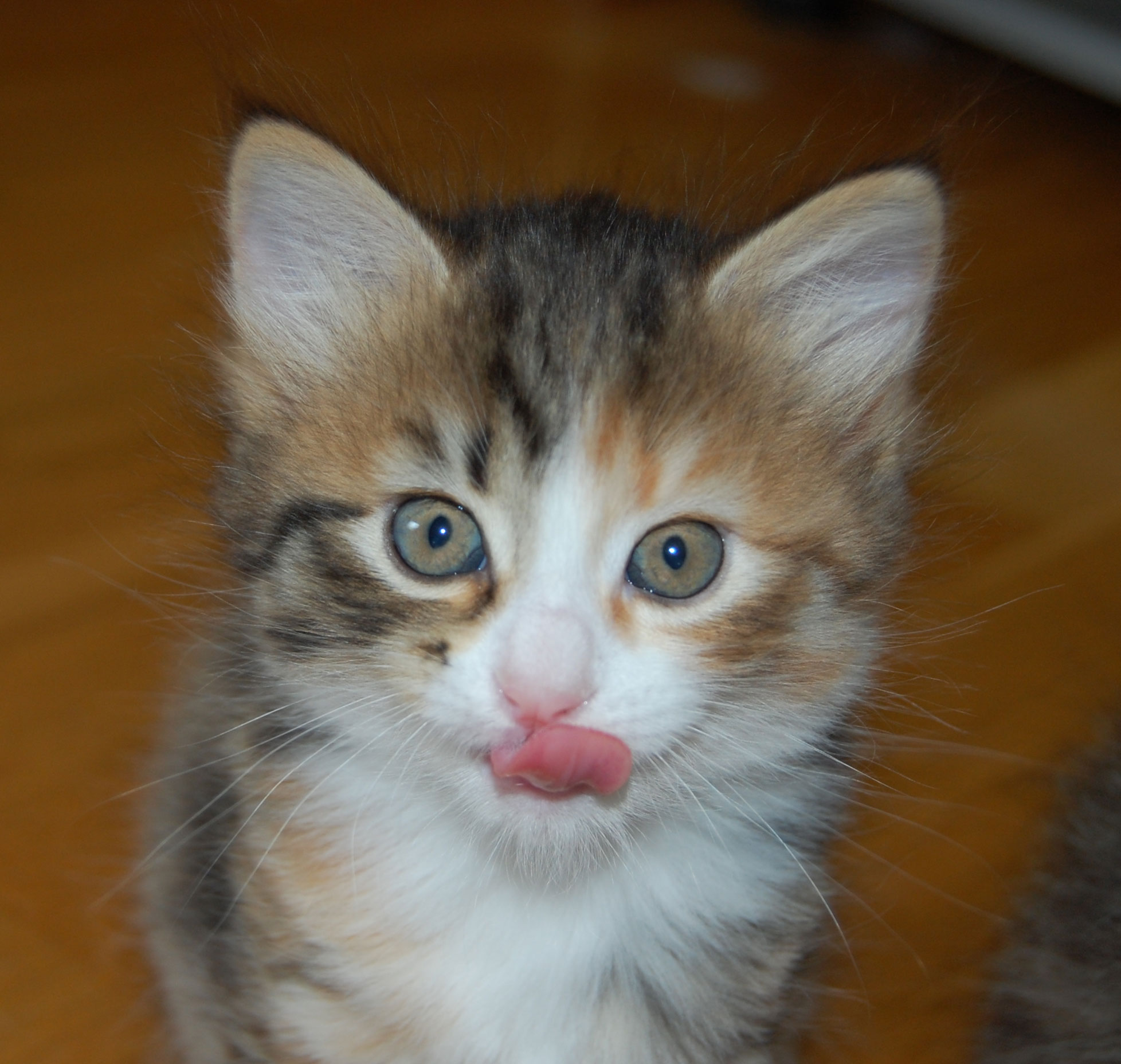 sibirisk kattunge