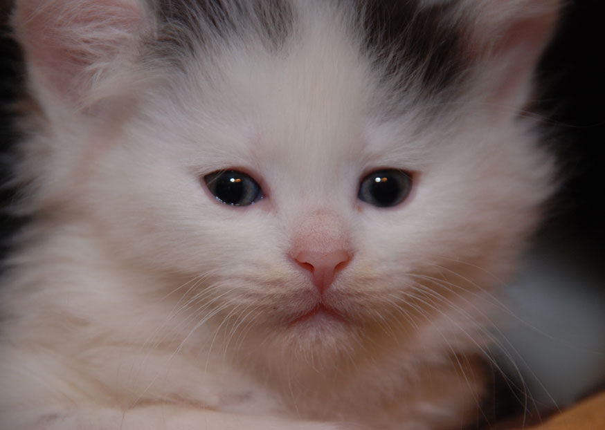 sibirisk katt