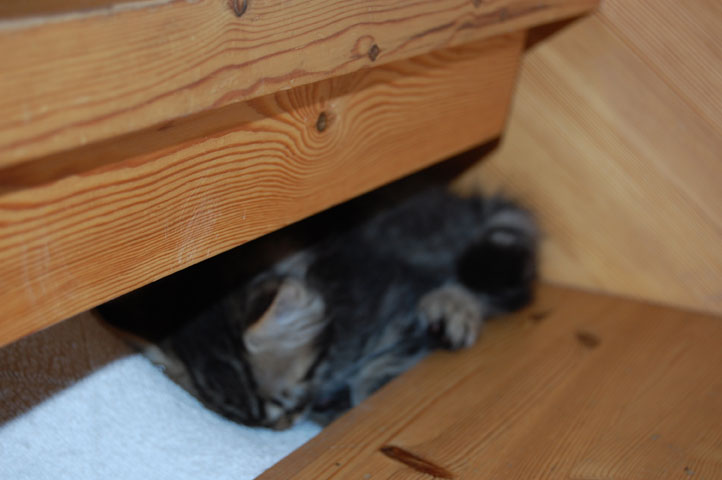sibirisk kattunge