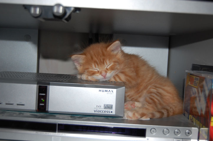 sibirisk kattunge