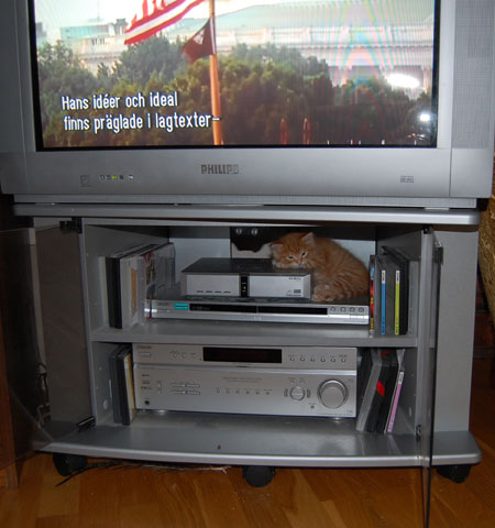 sibirisk kattunge