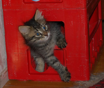sibirisk kattunge