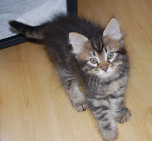 sibirisk kattunge