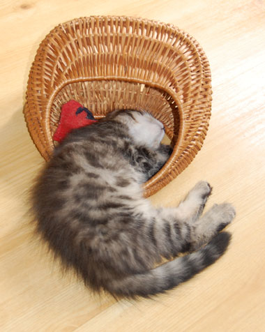 sibirisk kattunge
