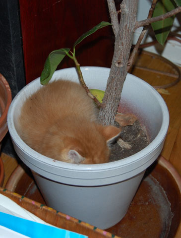 sibirisk kattunge