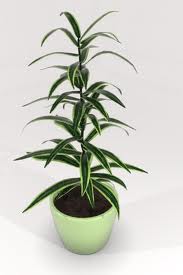 Dracena