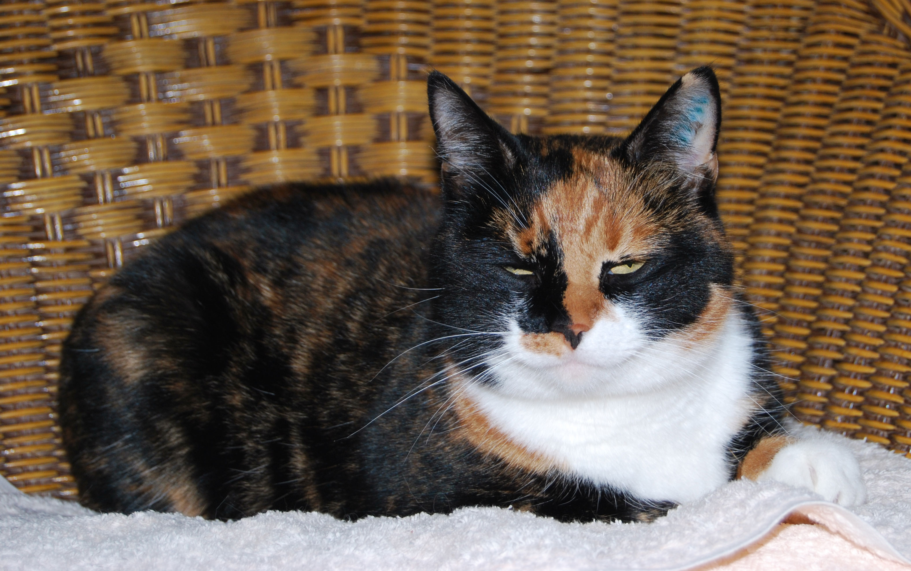 hitte katten Elsa