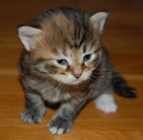 sibirisk kattunge