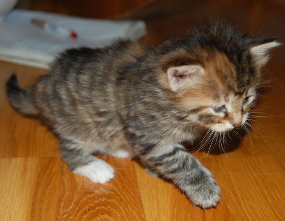 sibirisk kattunge