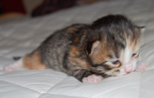 sibirisk kattunge