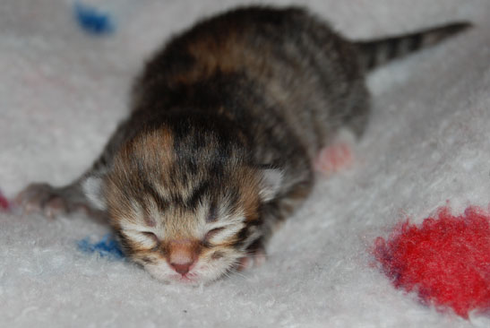 sibirisk katt