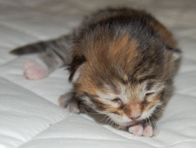 sibirisk kattunge