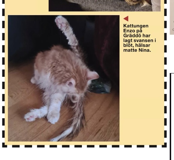 Sibirisk katt Ferrari