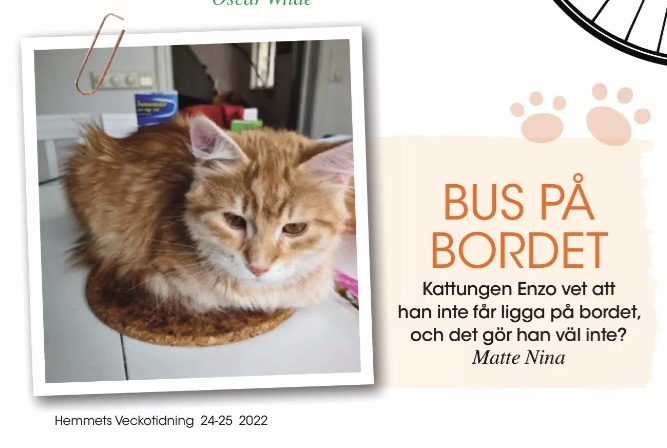Sibirisk katt Ferrari