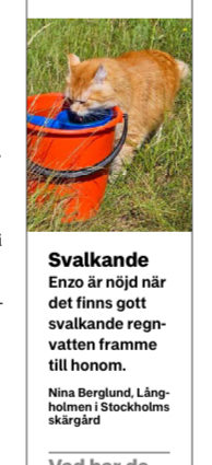 Sibirisk katt Ferrari