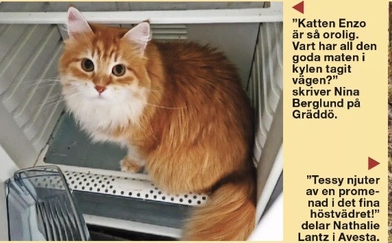 Sibirisk katt Ferrari