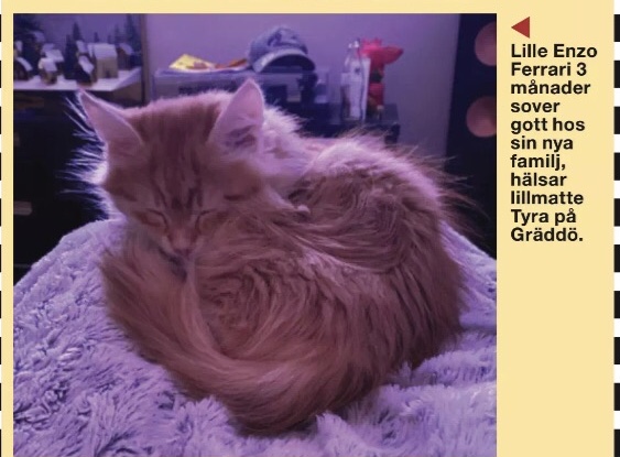 Sibirisk katt Ferrrari