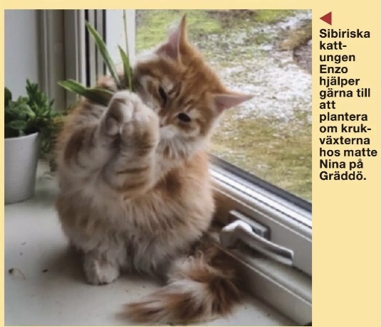 Sibirisk katt Ferrari