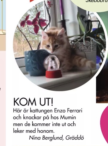 Sibirisk katt Ferrari