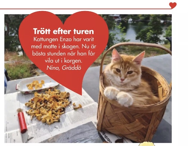 Sibirisk katt Ferrari