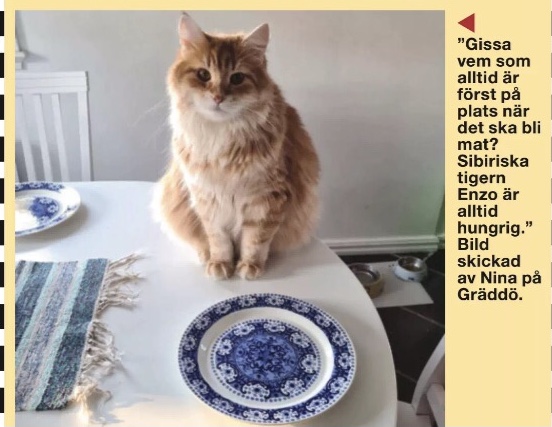 Sibirisk katt Ferrari