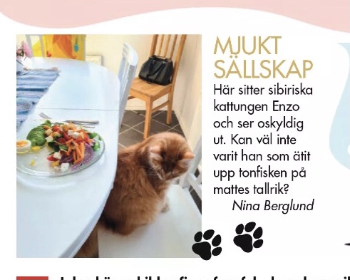 Sibirisk katt Ferrari