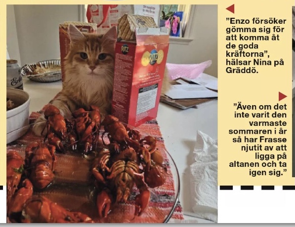 Sibirisk katt Ferrari