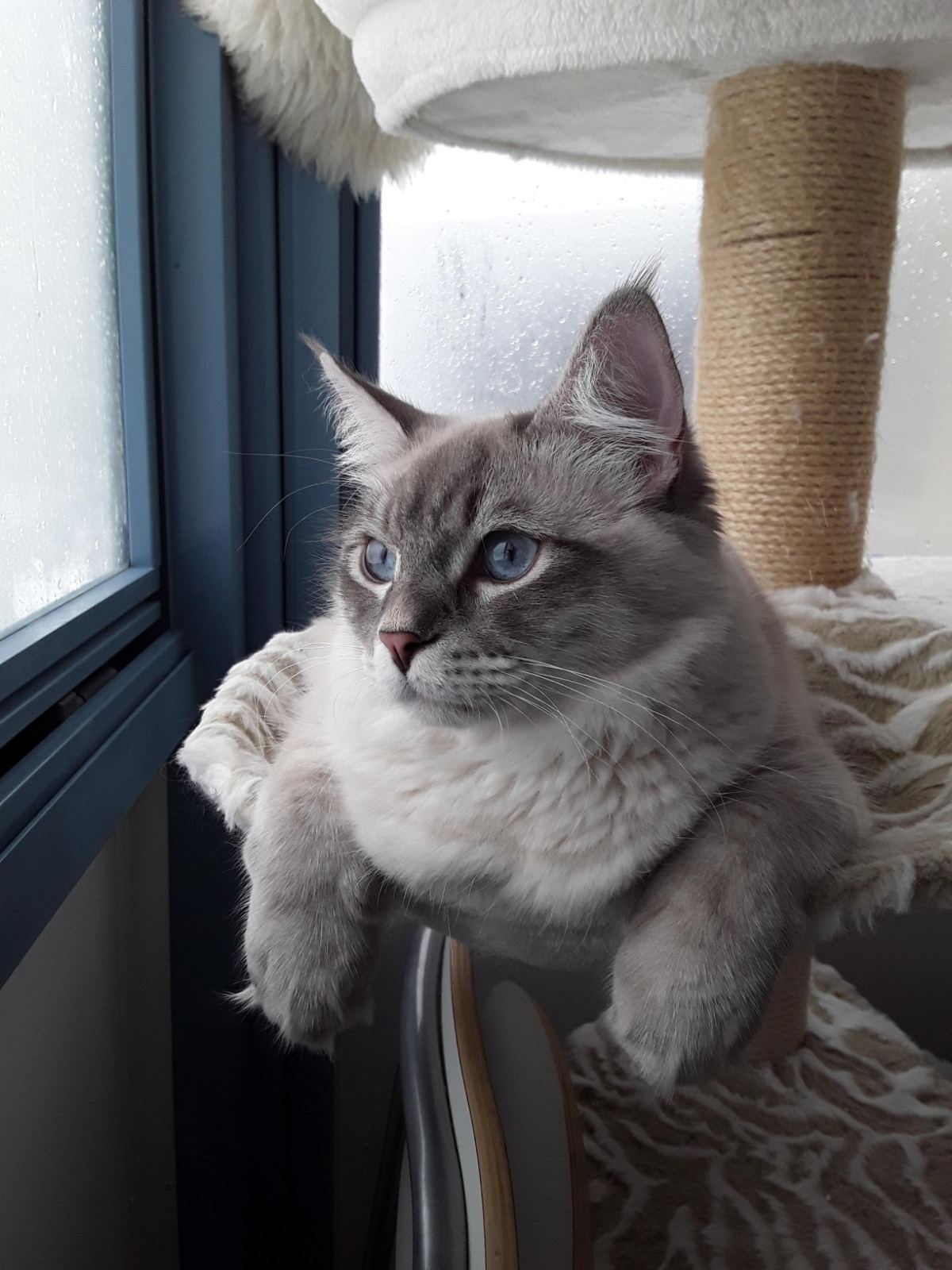 Neva Masqueerade katt Filip