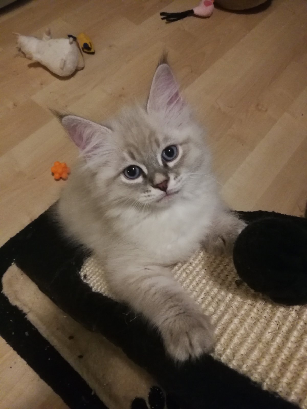 Neva Masquerade kattunge Filip