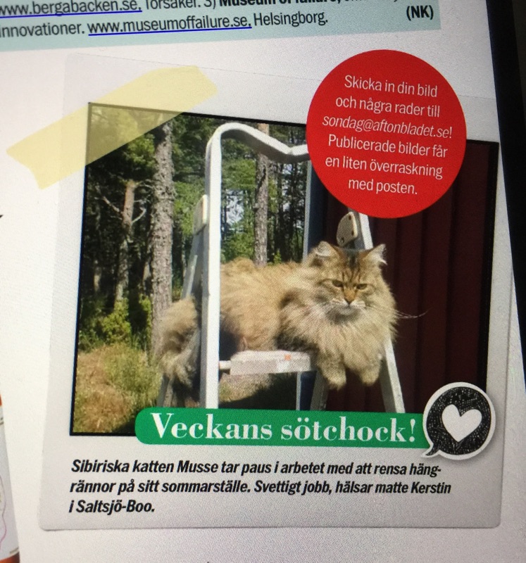 Sibirisk katt Black