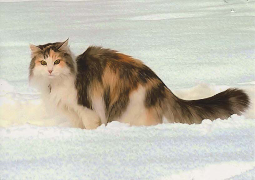 sibirisk katt Gamma