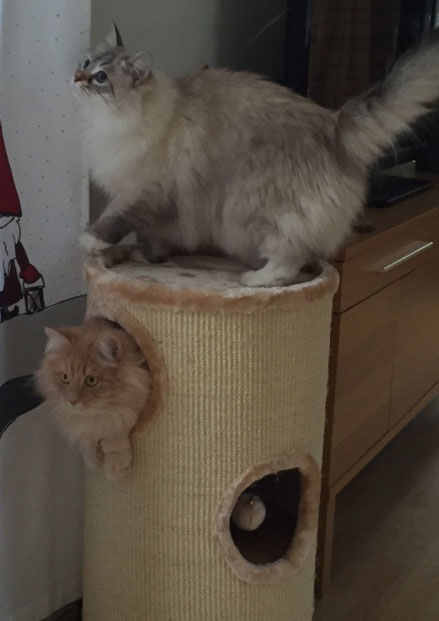 sibirisk katt