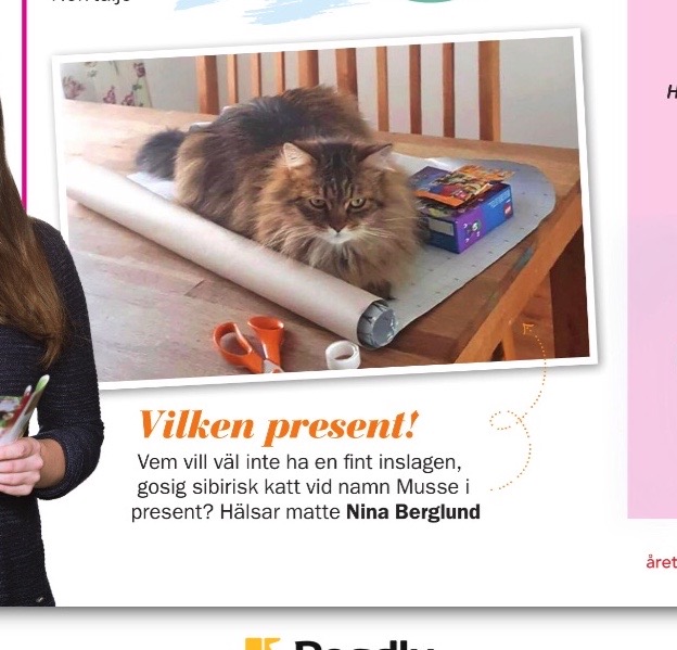 Sibirisk katt Black